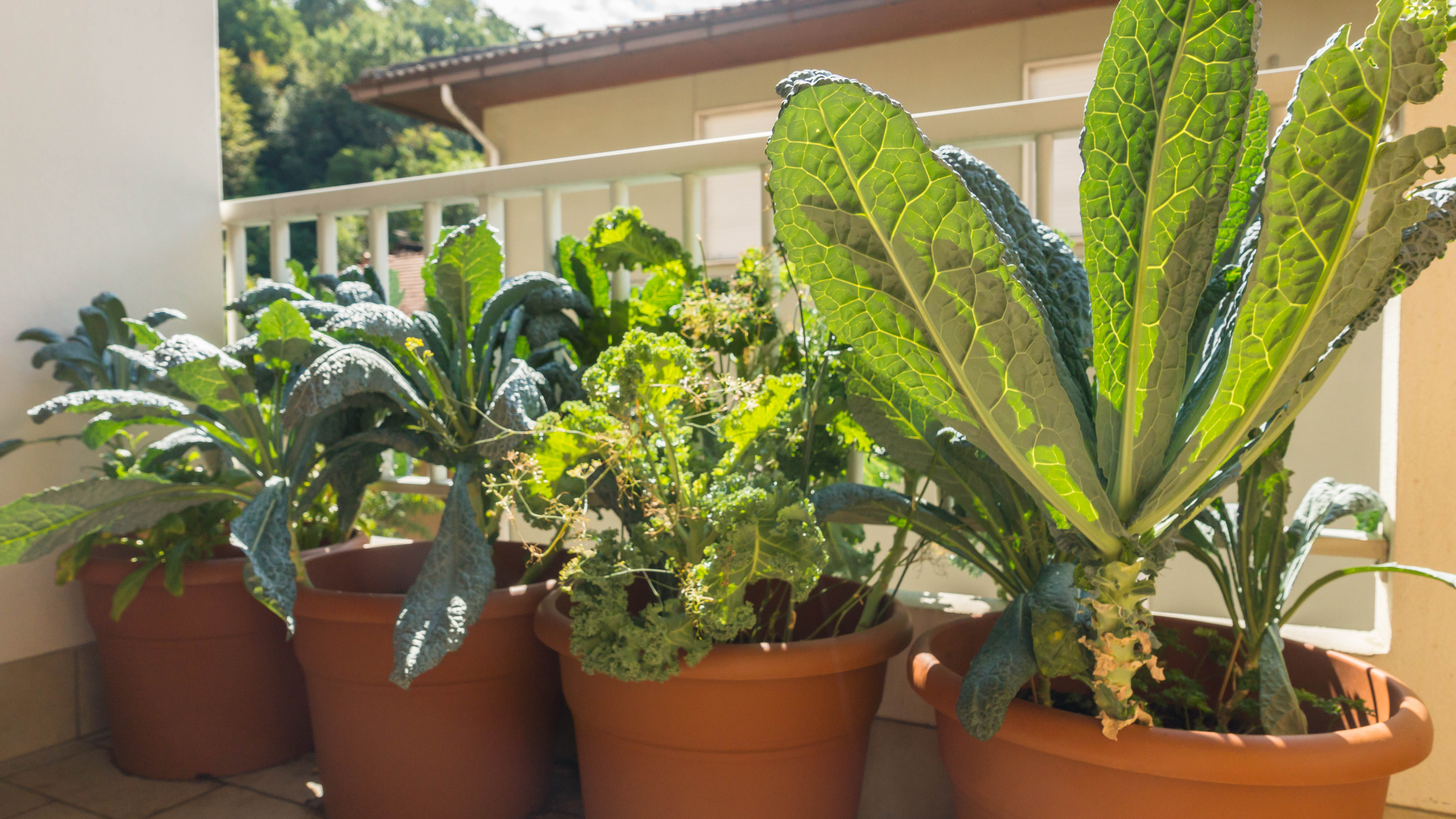 Turnip grows in pots