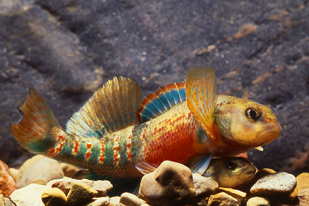 Gallery: America's Most Endangered Rivers of 2019 | Live Science