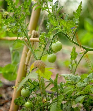 Cherry tomatoes growing on a trellis
