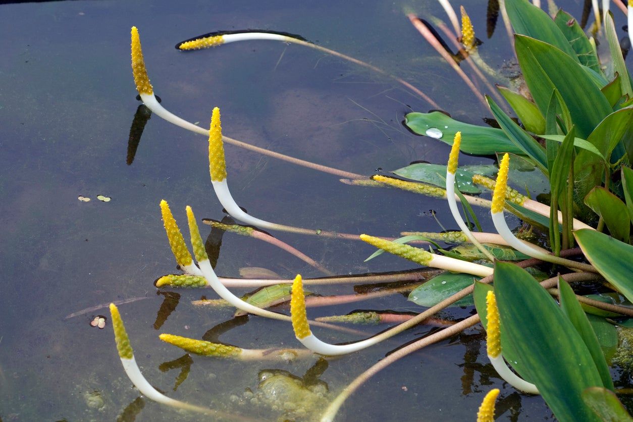 Golden Club Water Plants