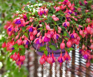 fuchsia plants flowering in hanging basket