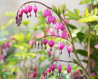 well established bleeding hearts planted in the fall and flowering in spring