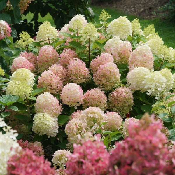 Fire Light Tidbit&amp;reg; Panicle Hydrangea - Quart Container