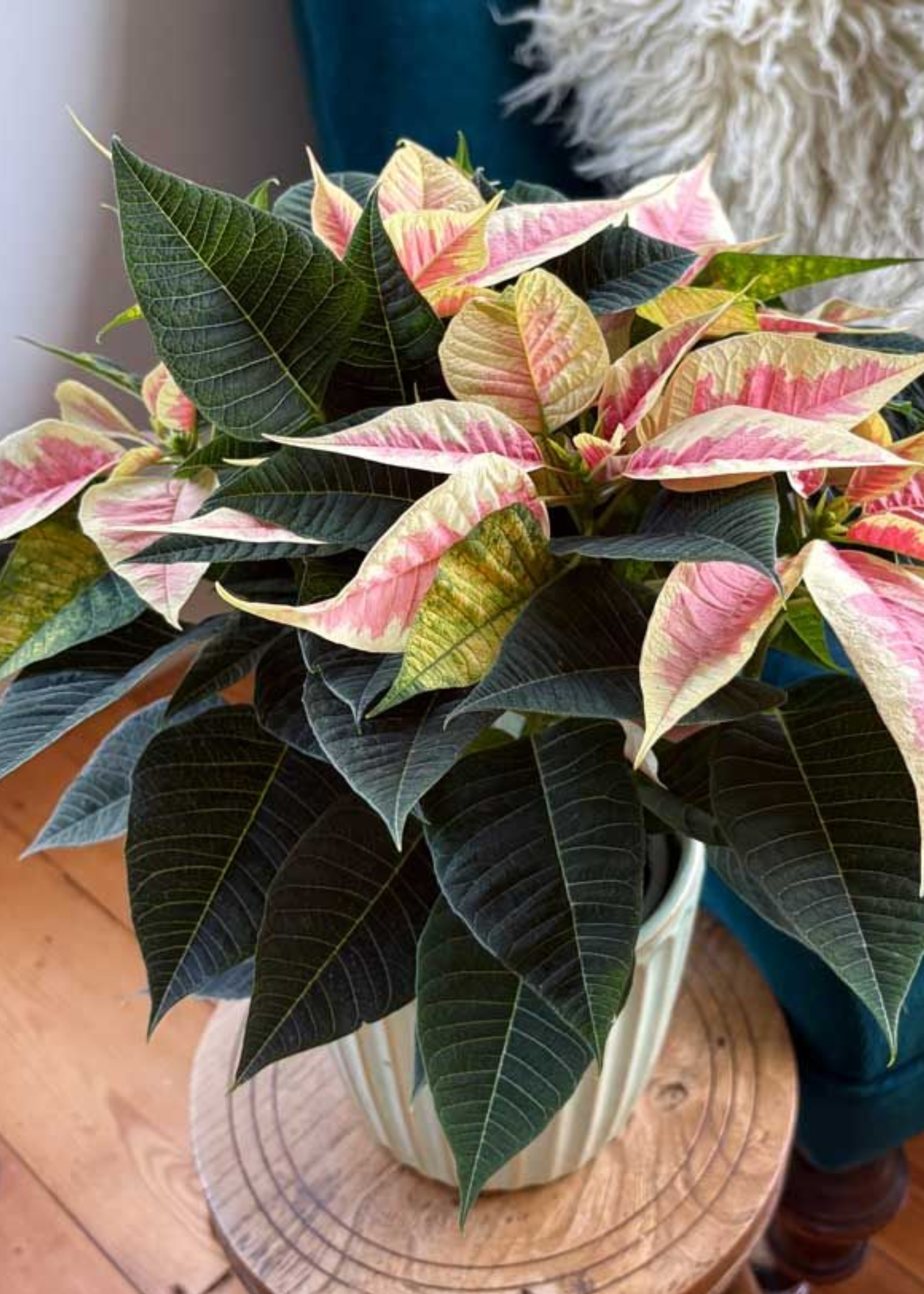 A marbled poinsettia with pink and cream flowers