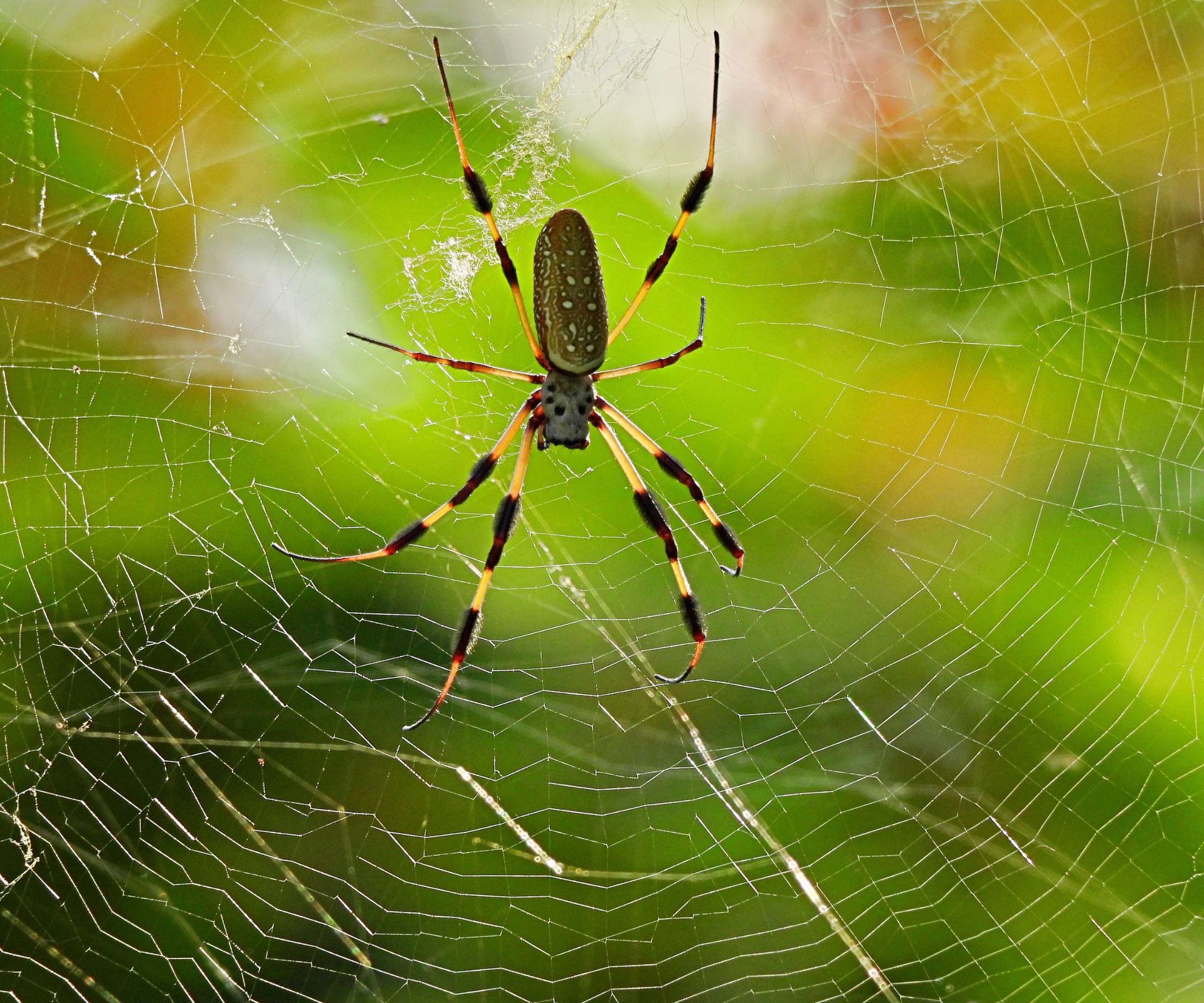 Birth month spiders