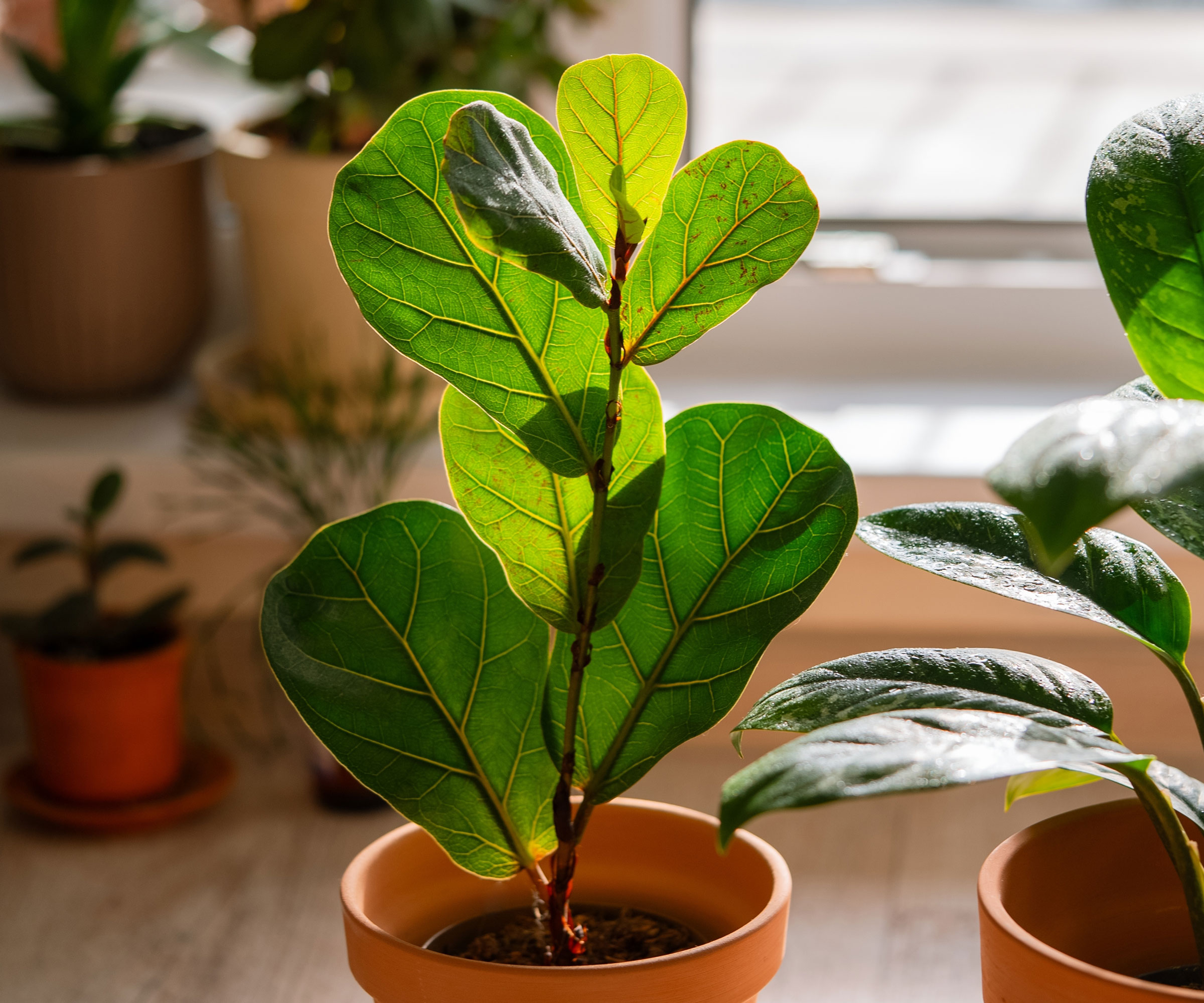 fiddle leaf fig plant in indirect sunlight in living room