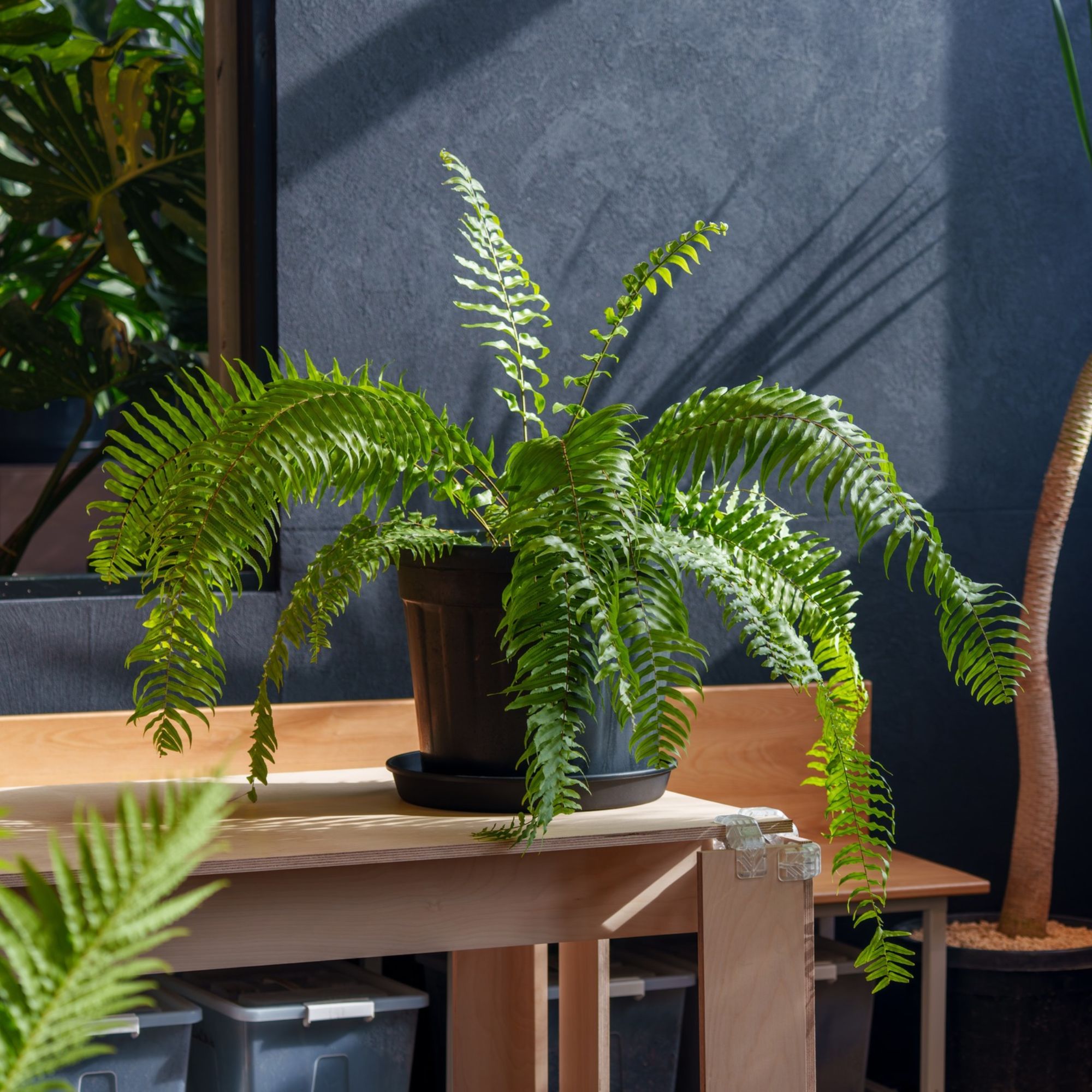 Boston fern houseplant in black pot on wooden table