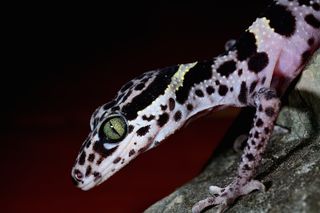 cave gecko 
