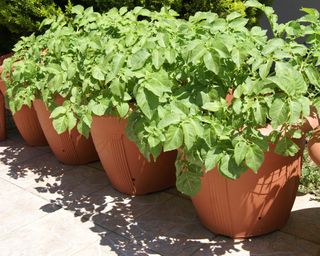 growing potatoes in pots