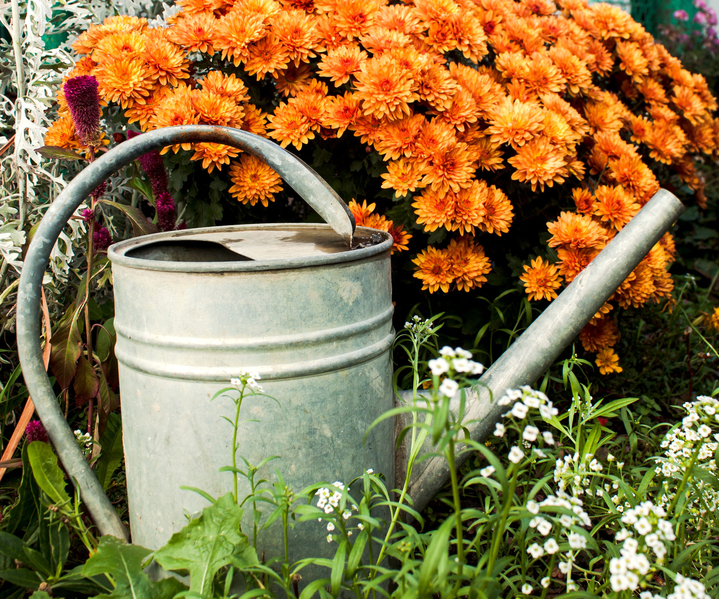What Your Mums Need in October – 5 Secrets to Better Blooms This Fall and Next Year