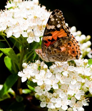 Painted Lady Butterfly resting on white flowering hawthorn bush.