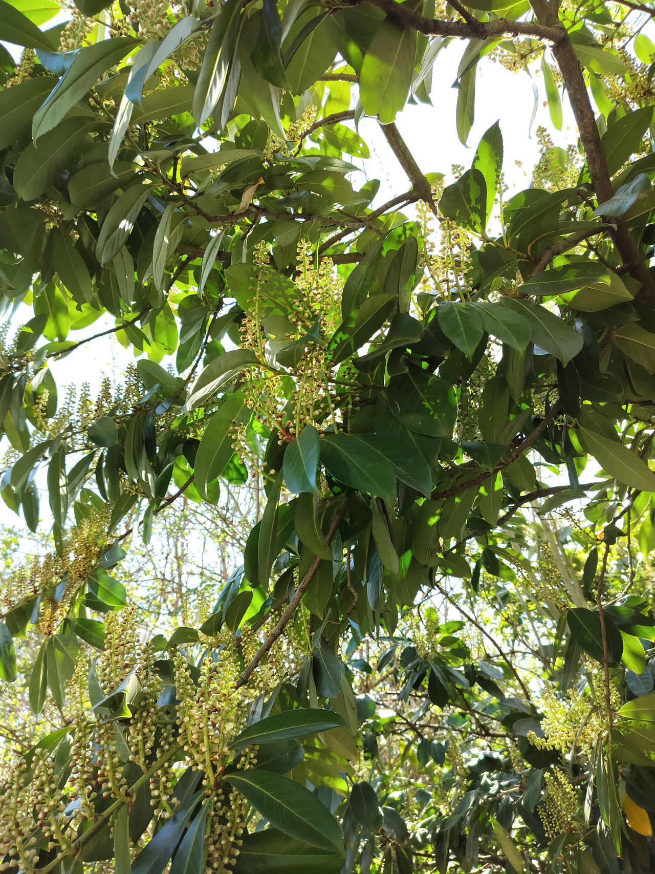 A photo captured on the OnePlus Nord CE 3 Lite 5G