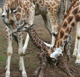 The new Rothschild's giraffe calf takes her first steps.