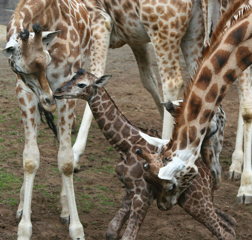 The new Rothschild&#39;s giraffe calf takes her first steps.