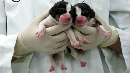 151126-dogs-cloning.jpg