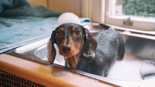 Dachshund getting bathed in the sink