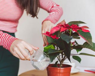 Woman watering poinsettia plant while standing at home
