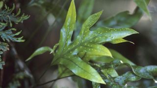 Kangaroo fern