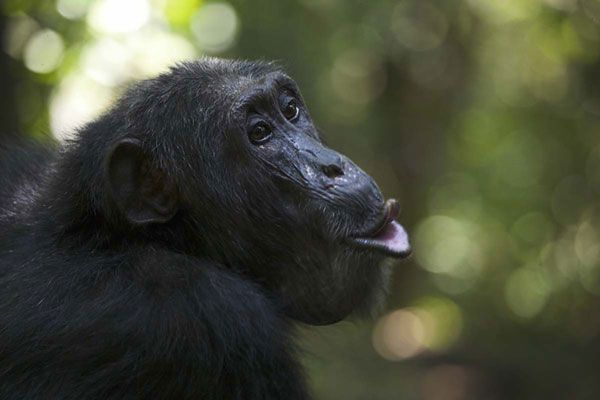 Human Evolution: Our Closest Living Relatives, the Chimps | Live Science