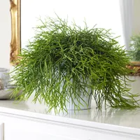 Rhipsalis baccifera mistletoe cactus ( syn. Rhipsalis cassutha ) – buy yours today