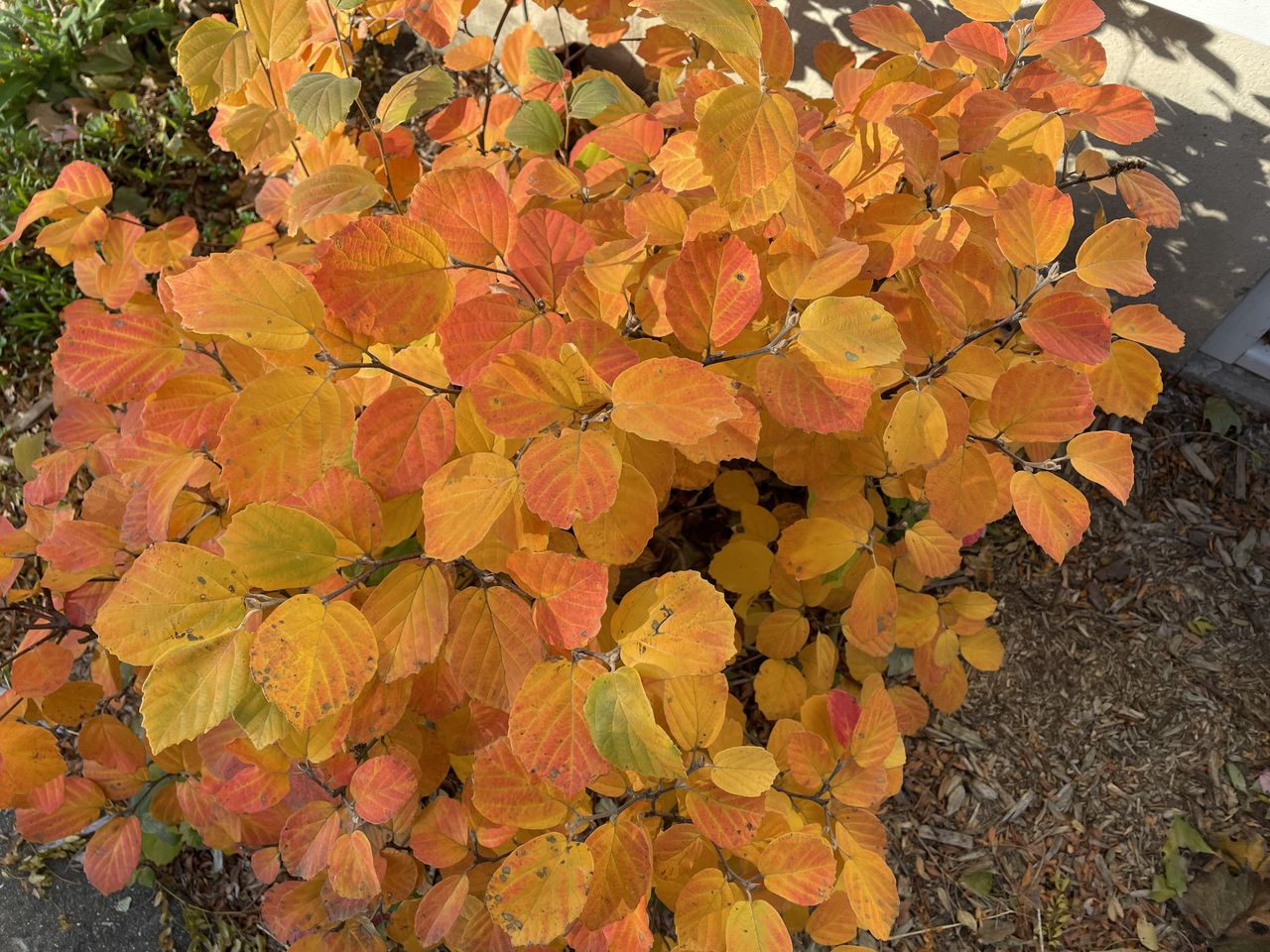 iPhone 12 vs. iPhone 11 - iPhone 12 camera sample
