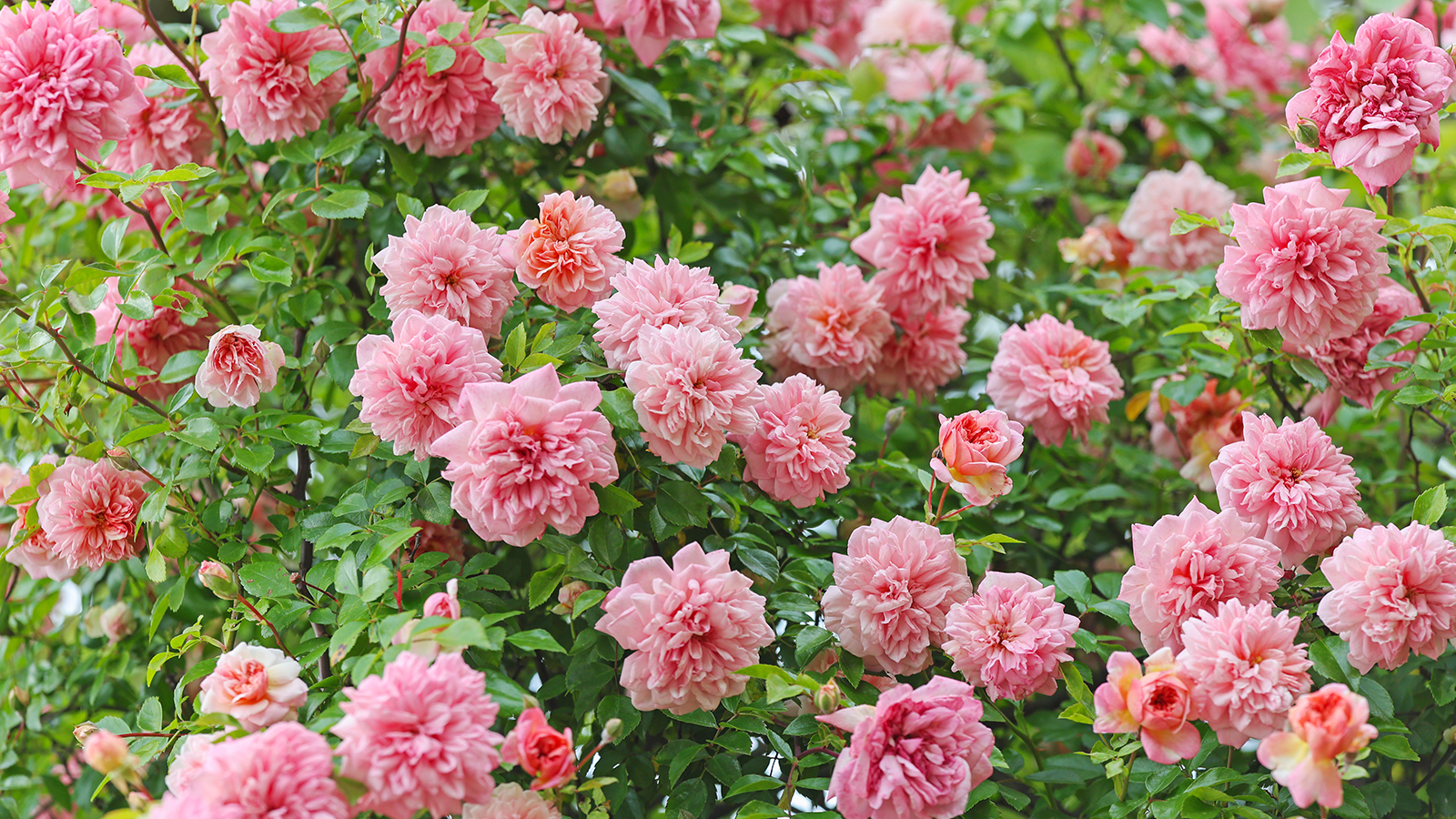 Pink climbing roses in summer sunshine
