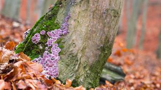 photo of light purple fungus growing near the bottom of a tree&#039;s trunk