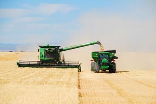 farming wheat