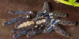 A gooty sapphire ornamental spider, <em>Poecilotheria metallica</em>, shown from above.