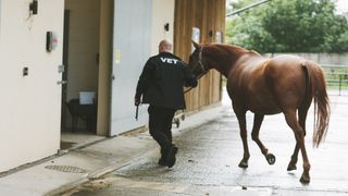 Vet leading horse