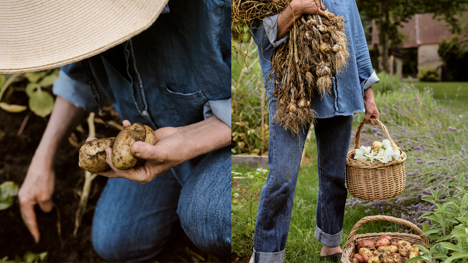 Split image of woman harvesting potatoes and woman holding harvested onions and wicker basket of vegetables