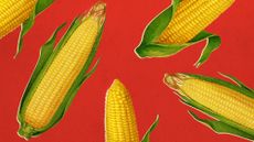 Photo collage of vintage illustrations of corn on a bright red background