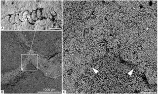 &lt;i&gt;Palaeopascichnus linearis&lt;/i&gt;, which resembles a chain of fossilized poop, is the earliest macroscopic creature found with an exoskeleton. Figures B and C show magnified images of the exoskeletons of sediment the creatures cemented to themselves with t