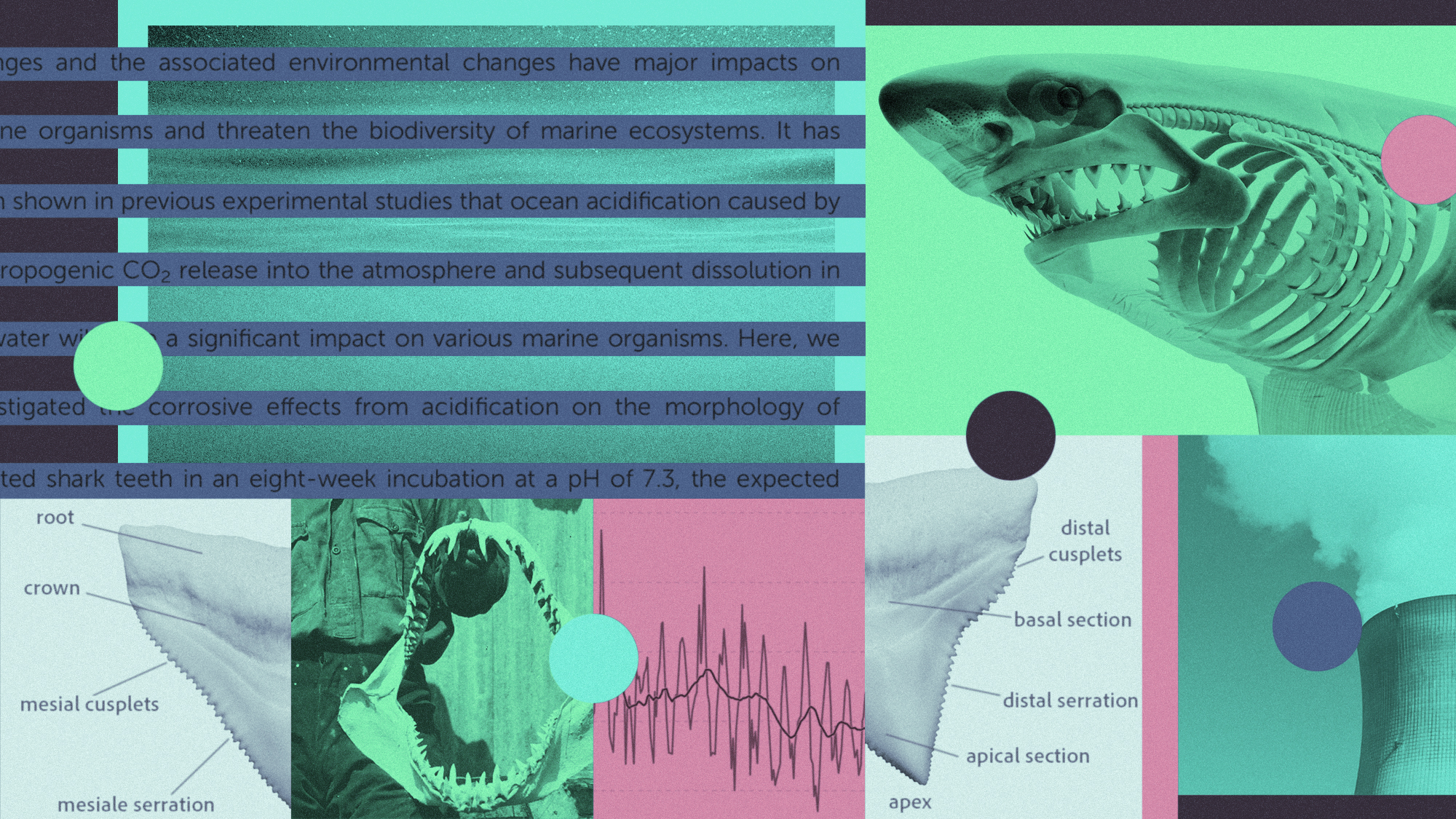 Photo composite illustration of a shark skeleton, teeth, research paper text, industrial chimney and acidification chart