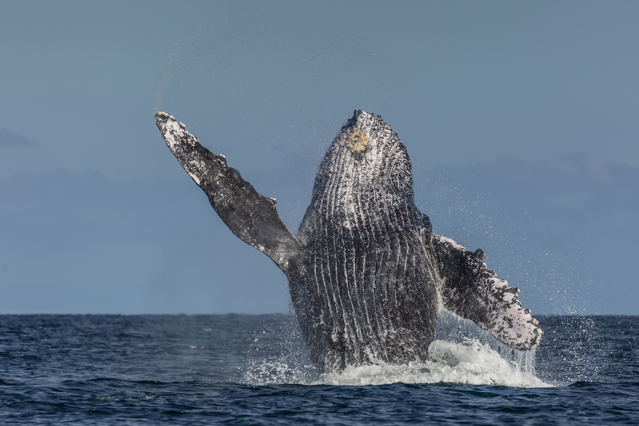 A humpback whale breaching