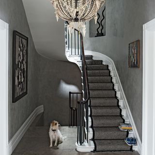 dog with stairway and grey wall