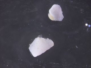 Examples of a not-yet-hatched sea skater (Halobates sericeus) egg attached to a piece of plastic (at the top of the image), about the size of a grain of rice, and a hatched egg (bottom).