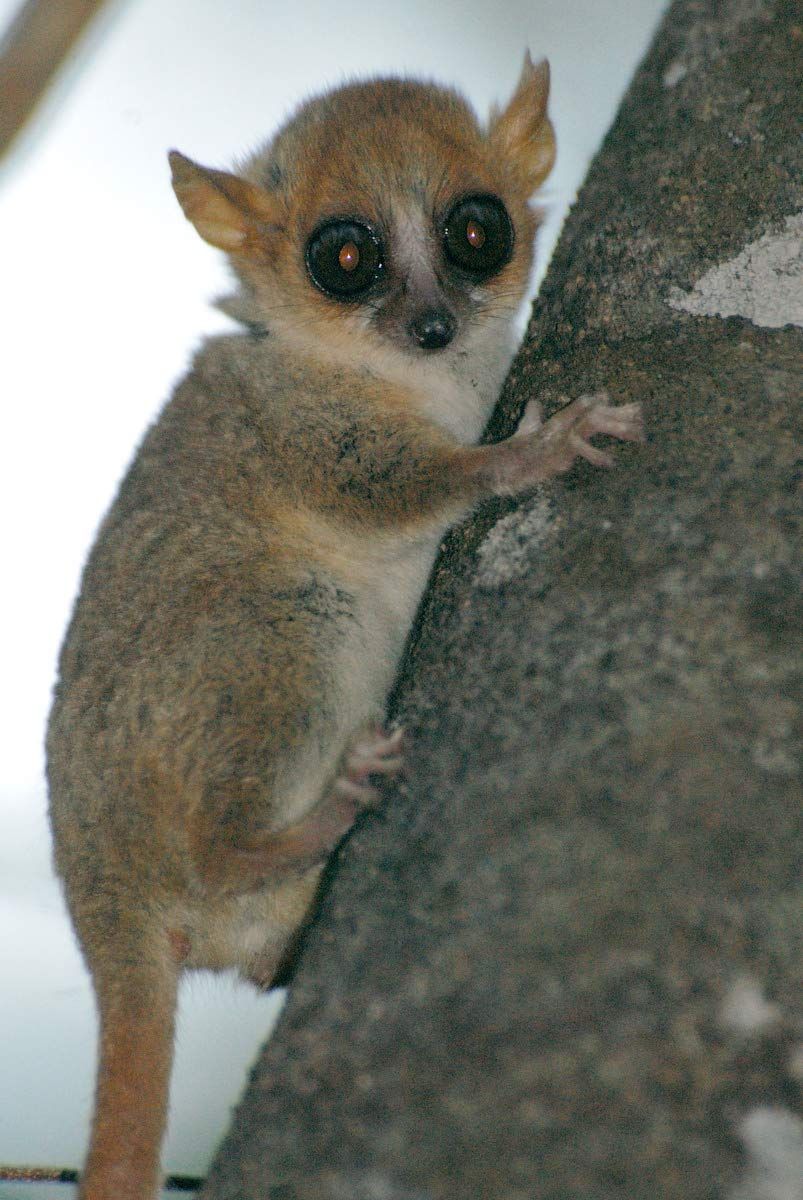 Wild Madagascar Photos Reveal Island S Amazing Lemurs Live Science