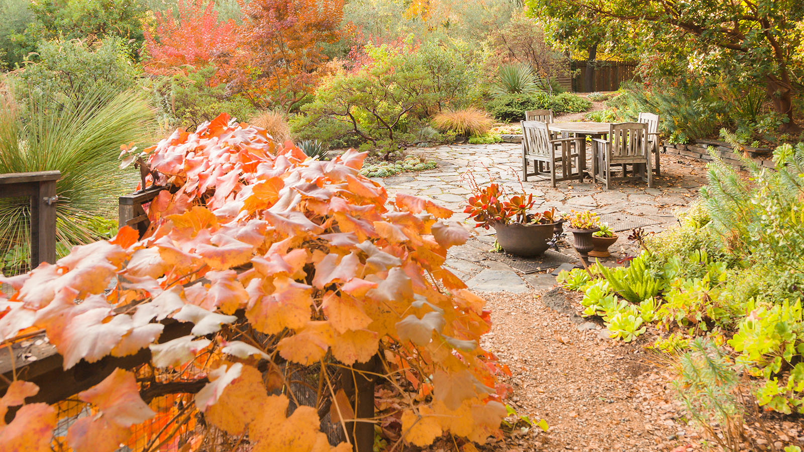 Fall garden in California
