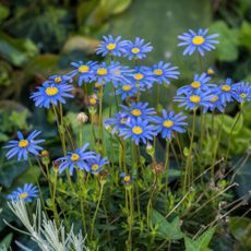 Blue kingfisher daisies in a flower bed