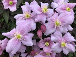 Large group of clematis cirrhosa flowers