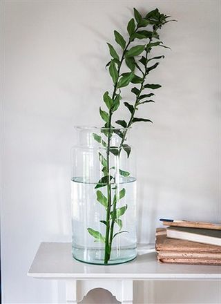 A clear cylindrical vase containing two leafy stems on a white shelf next to some books.