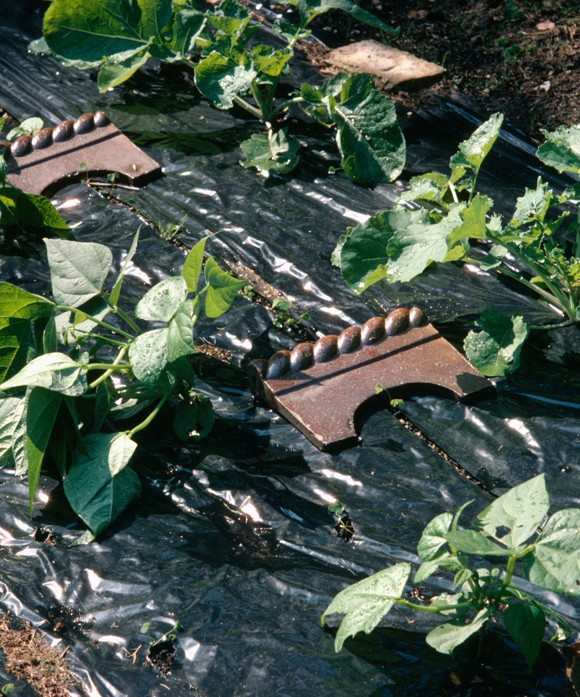 Bean plants growing through a black plastic sheet mulch to prevent weeds