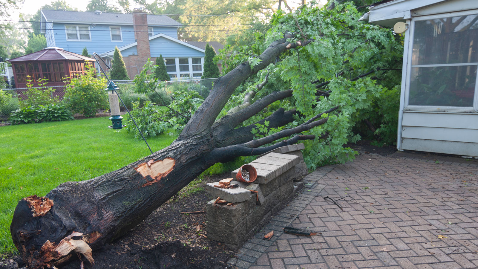 uprooted tree in garden that has caused damage to wall, with lawn, house and gazebo in the background