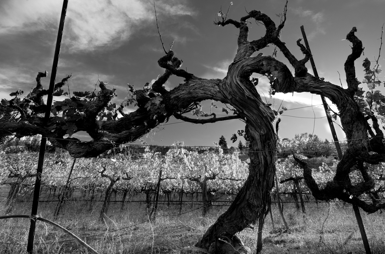 Old-Vines-GettyImages-171144121.jpg