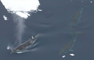 Researchers are trying to better understand this species' reported decline in the Antarctic's Weddell Sea.