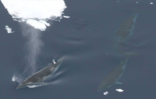 Fishy Numbers? Minke Whales Hide in Ice, Fooling Scientists | Live Science