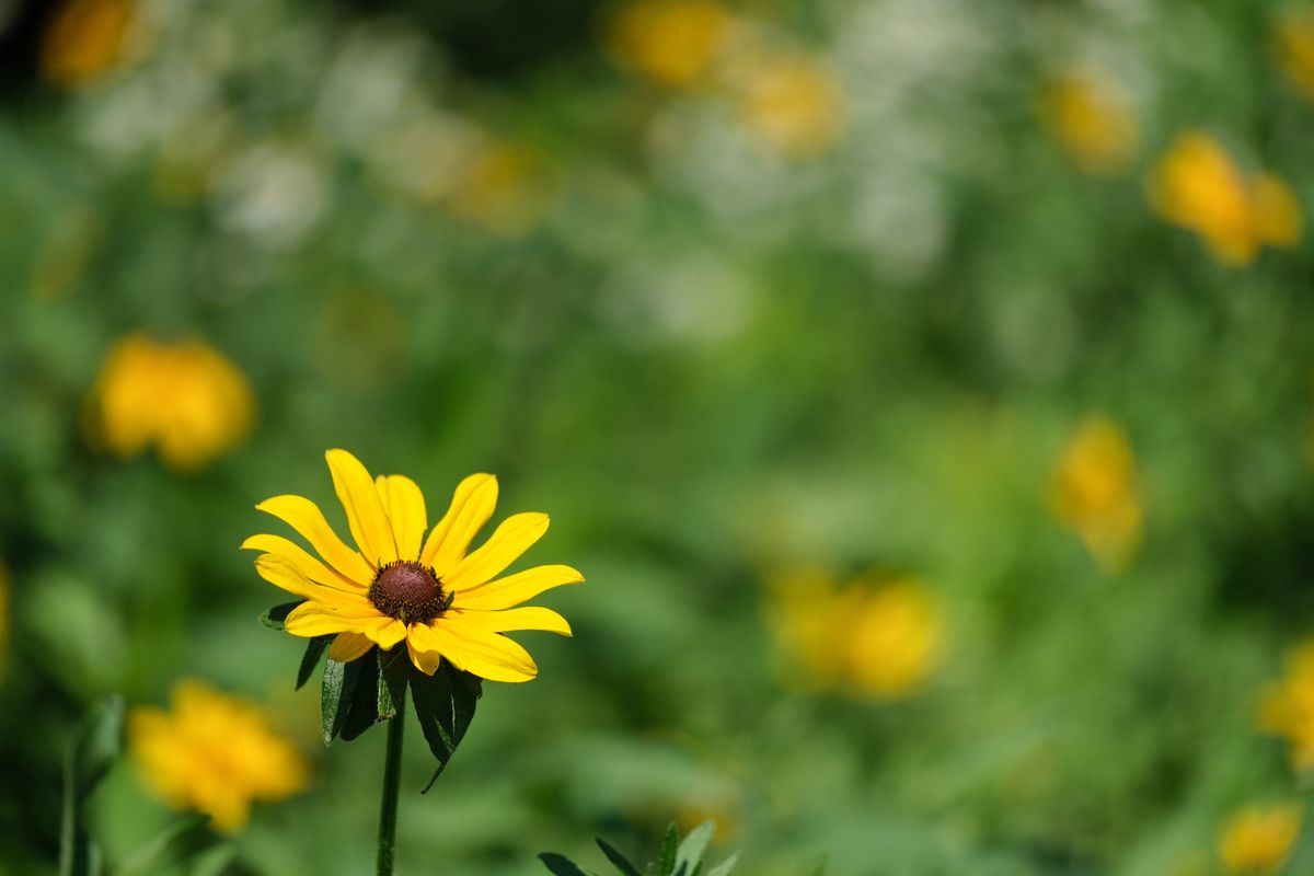 Fujinon XF50-140mm f/2.8 R LM OIS WR on Fujifilm X-H2