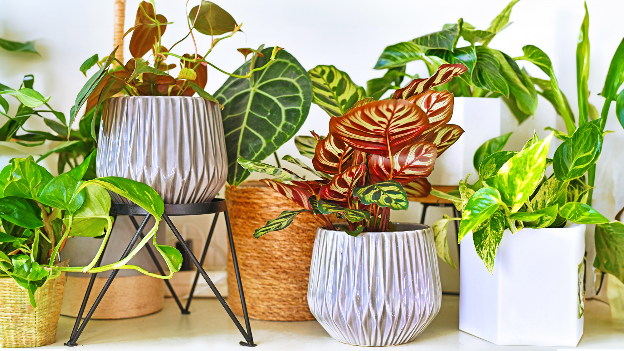 Various different trendy tropical house plants in flower pots arranged on shelf