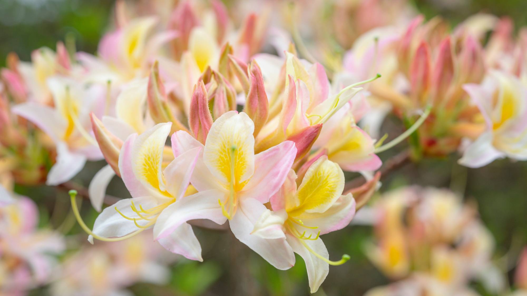Light yellow and pink blooms on azalea bush